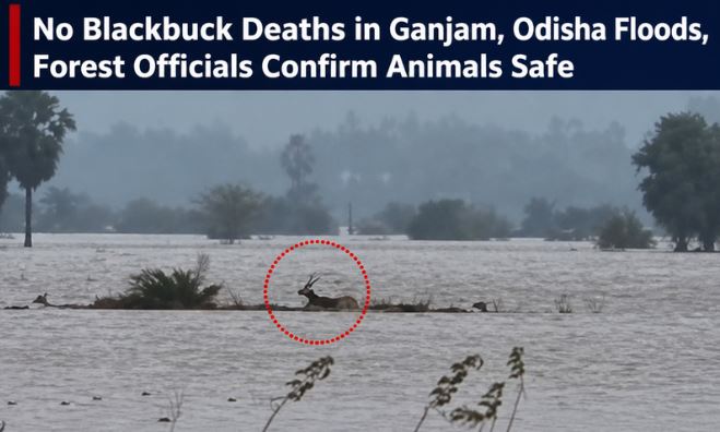 No Blackbuck Deaths in Ganjam Floods, Forest Officials Confirm Animals Safe